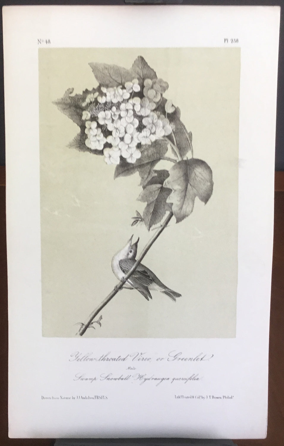 Audubon Octavo Yellow-throated Vireo or Greenlet, plate 238, uncolored test sheet, 7 x 11