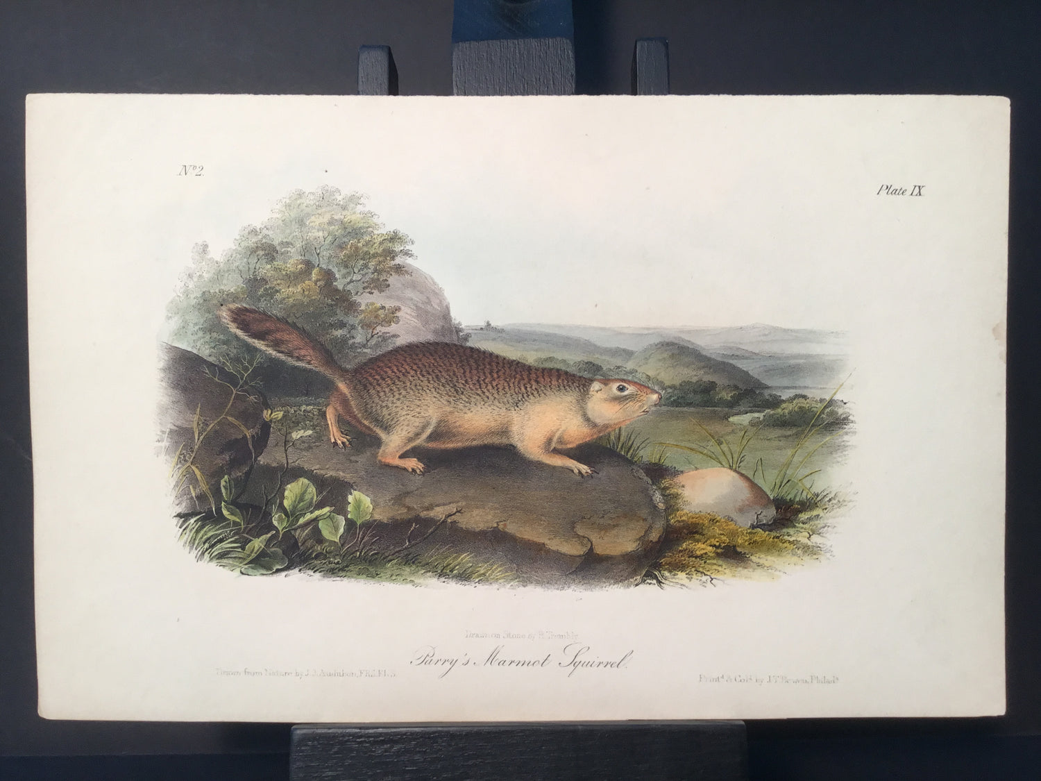 Lord-Hopkins Collection - Parry’s Marmont Squirrel