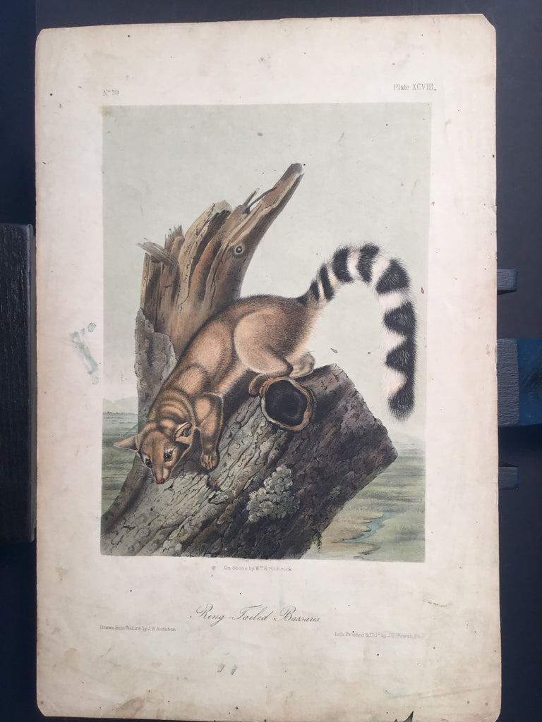 Lord-Hopkins Collection - Cougar, Ring Tailed Basaris
