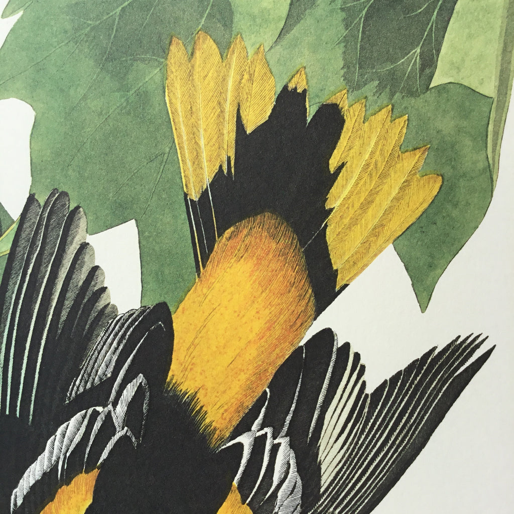 Baltimore Oriole Audubon Print. Princeton Audubon. World's only direct camera edition of this image.