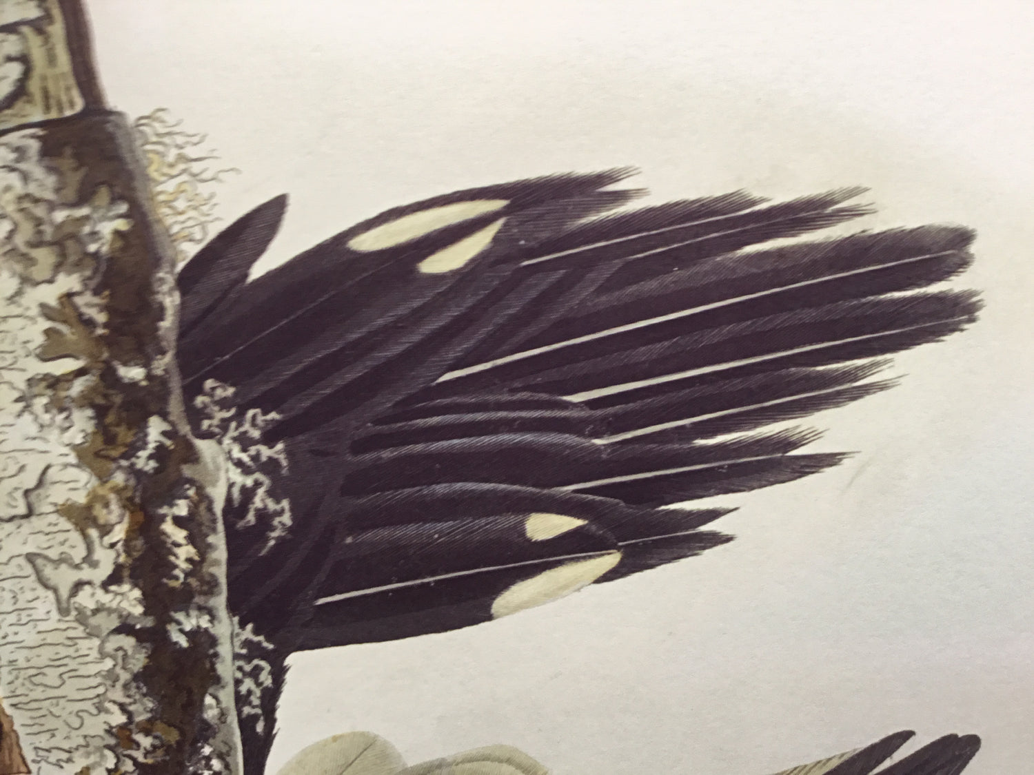 Ivory-billed Woodpecker