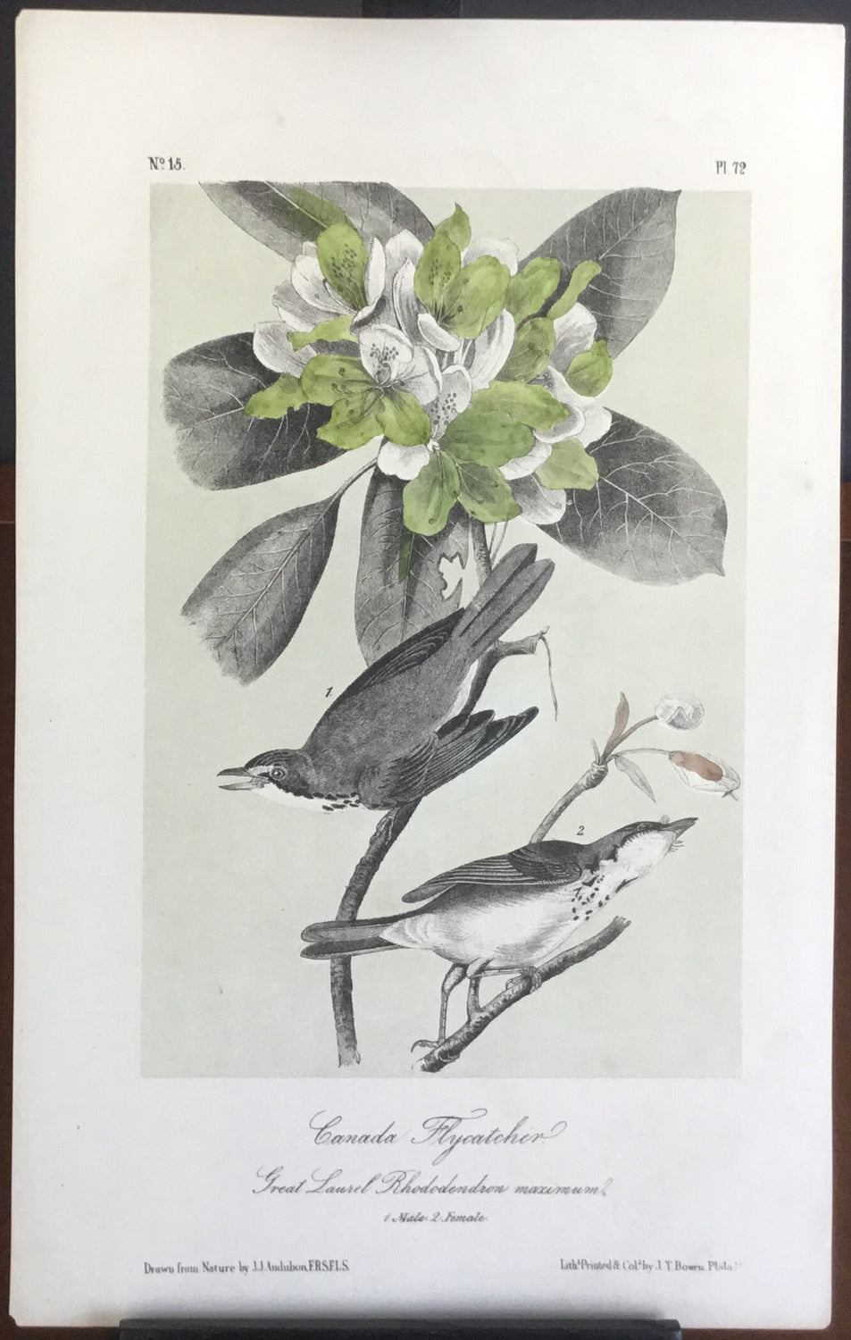 Audubon Octavo Canada Flycatcher, plate 72, uncolored test sheet. 7 x 11