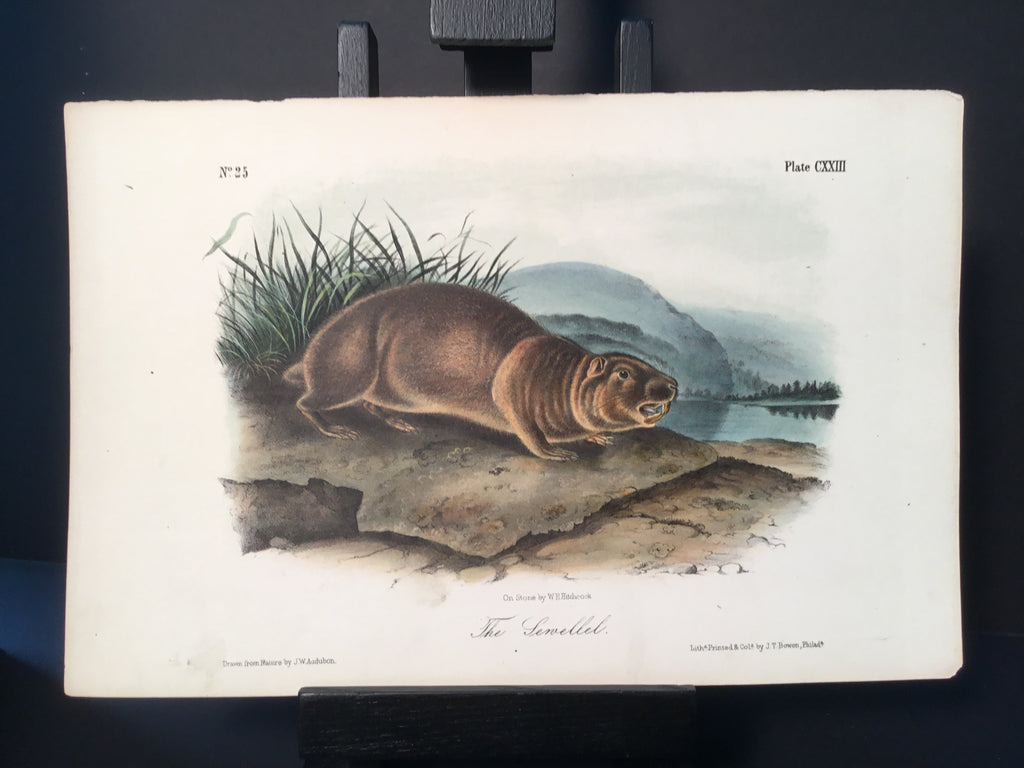 Lord-Hopkins Collection - The Sewellel