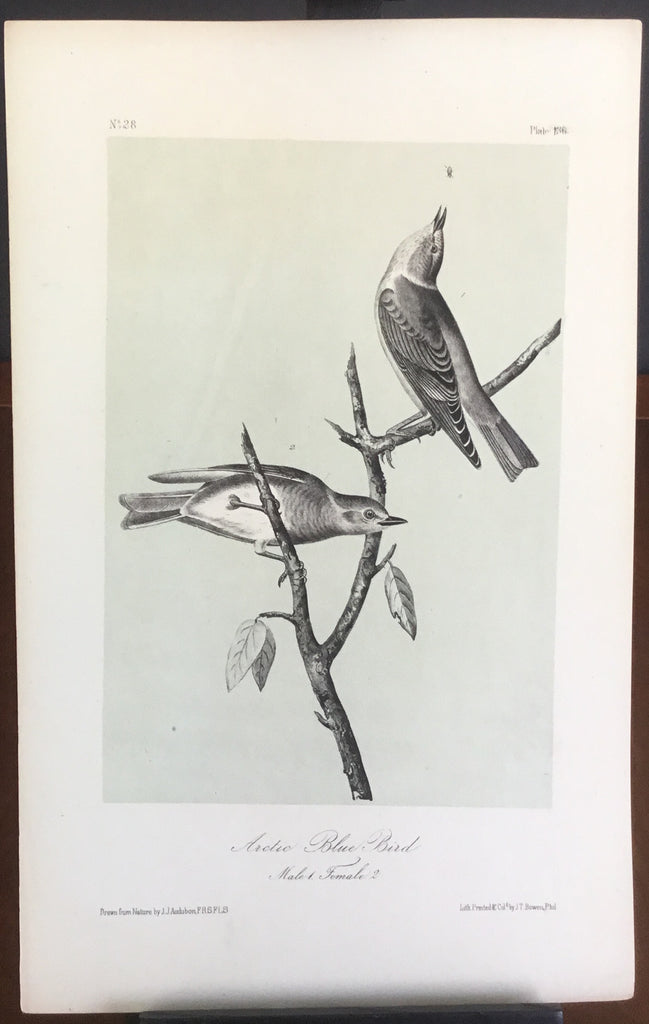 Audubon Octavo Arctic Bluebird, plate 136, uncolored test sheet, 7 x 11