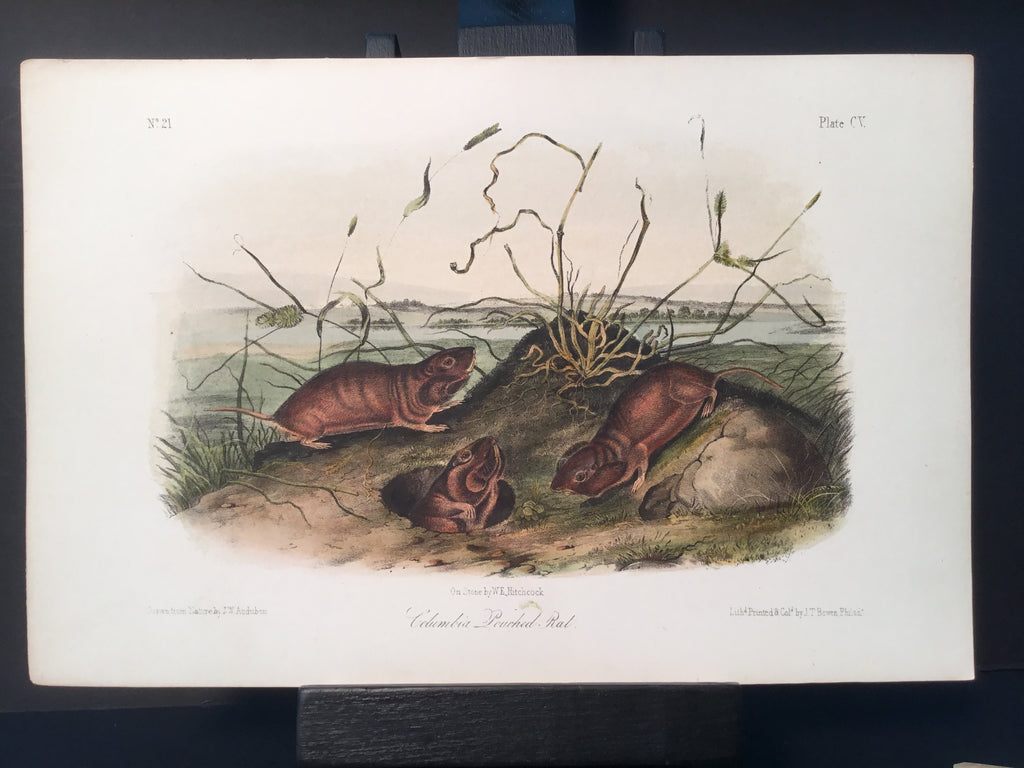 Lord-Hopkins Collection - Columbia Pouched Rat