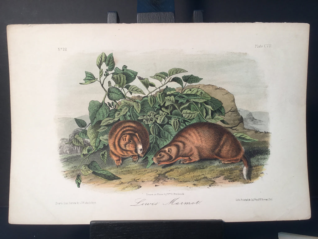 Lord-Hopkins Collection - Lewis’ Marmot
