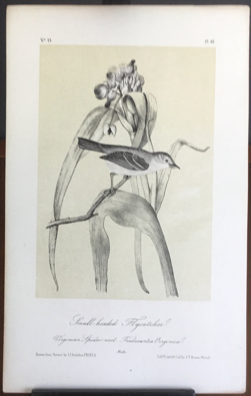 Audubon Octavo Smallheaded Flycatcher, plate 67, uncolored test sheet. 7 x 11