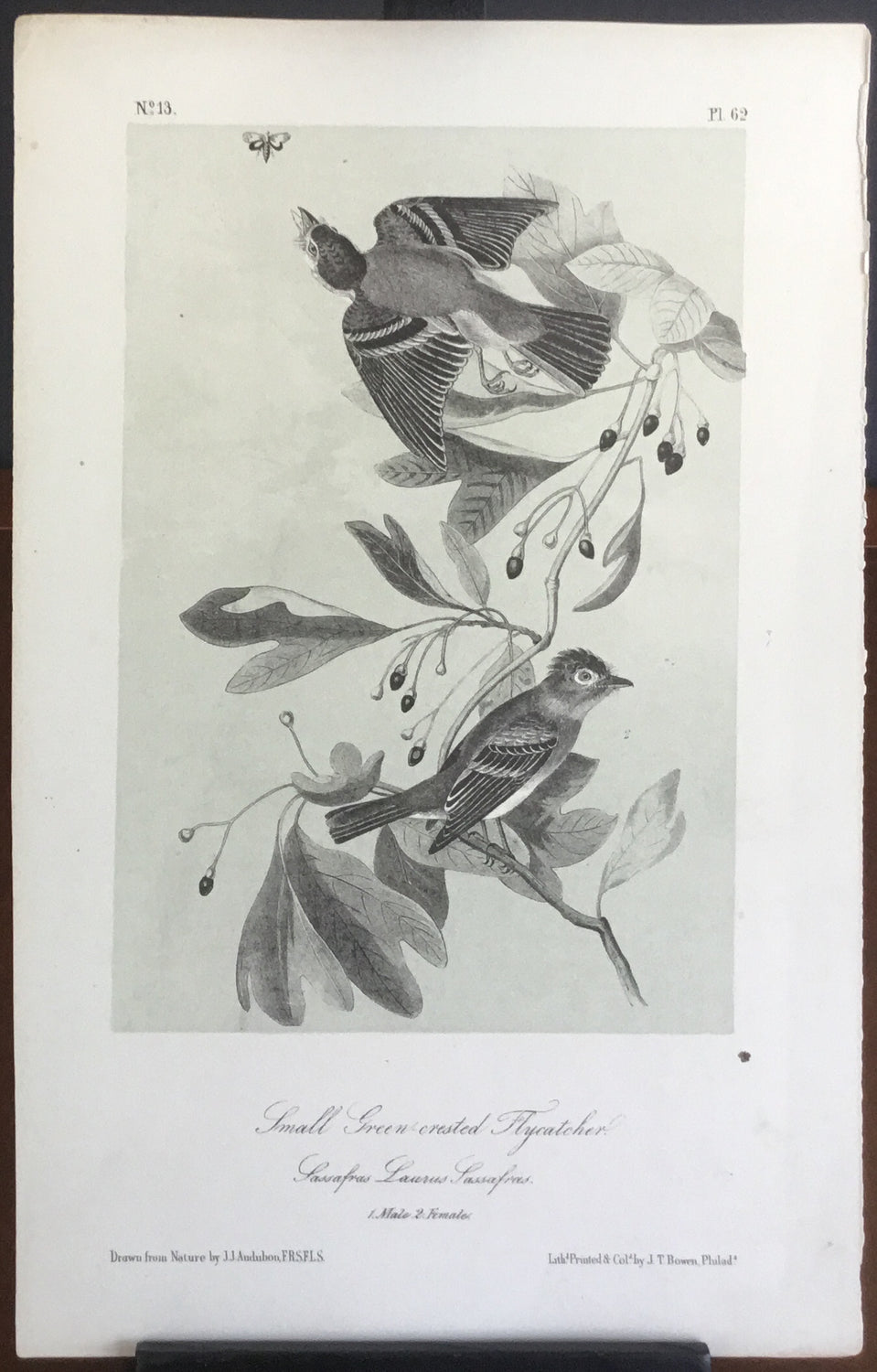 Audubon Octavo Small Green-crested Flycatcher, plate 62, uncolored test sheet. 7 x 11