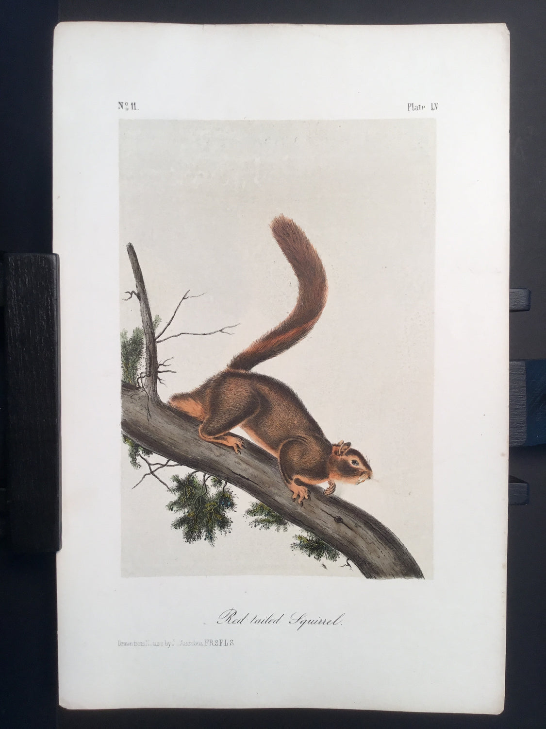 Lord-Hopkins Collection - Red-tailed Squirrel