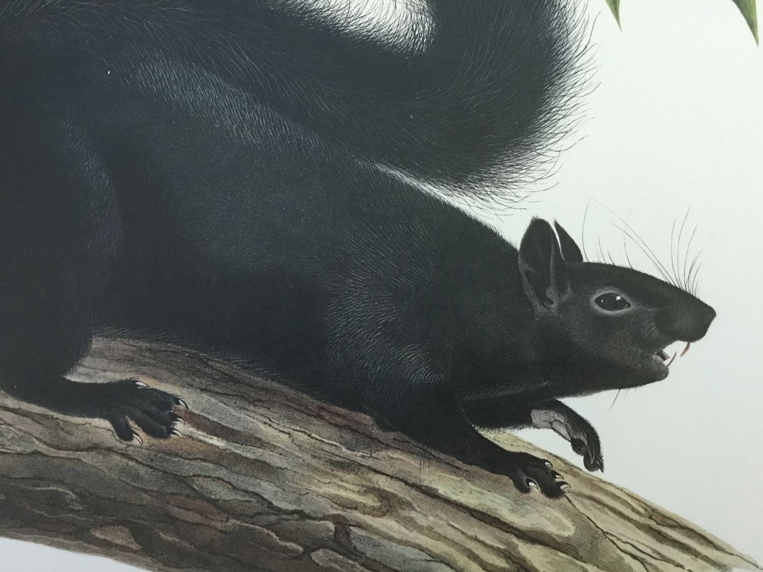 Black Squirrel