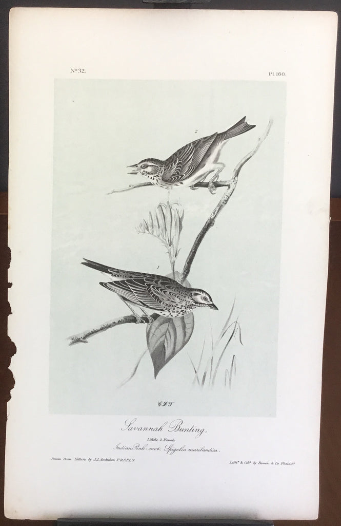 Audubon Octavo Savannah Bunting, plate 160, uncolored test sheet, 7 x 11