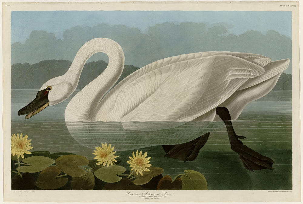 The Birds of America by John James Audubon. Audubon print of the American Swan