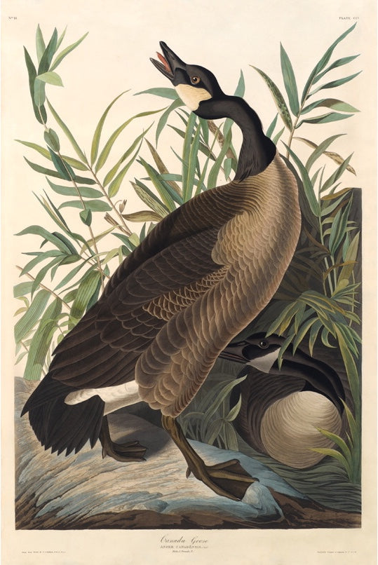 Rare Prints Canada Goose