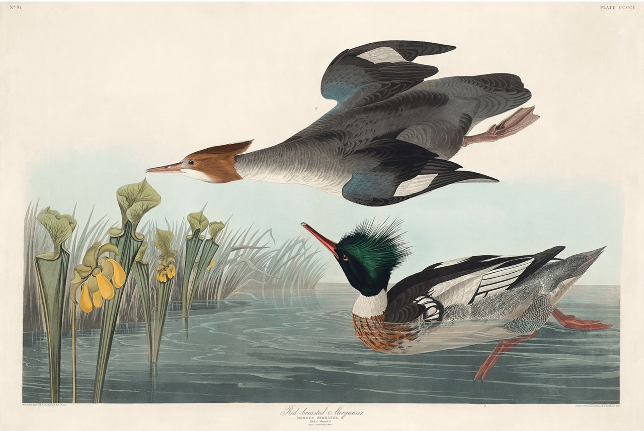 John James Audubon print of the beautiful red-breasted Merganser.
