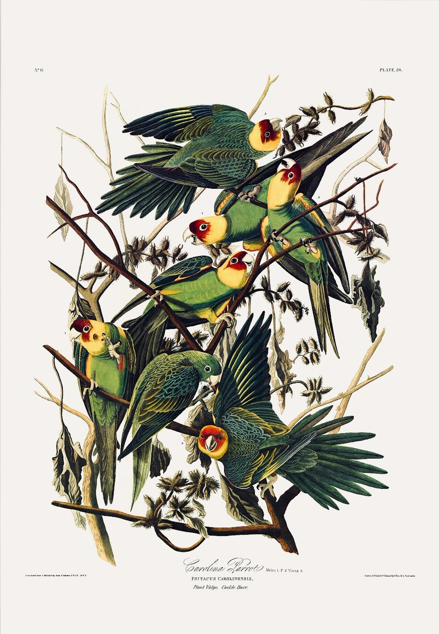 "The woods are the habitation best fitted for them, and there the richness of their plumage, their beautiful mode of flight, and even their screams, afford welcome intimation that our darkest forests and most sequestered swamps are not destitute of charms." So wrote John James Audubon about the stunning Carolina Parrot. 