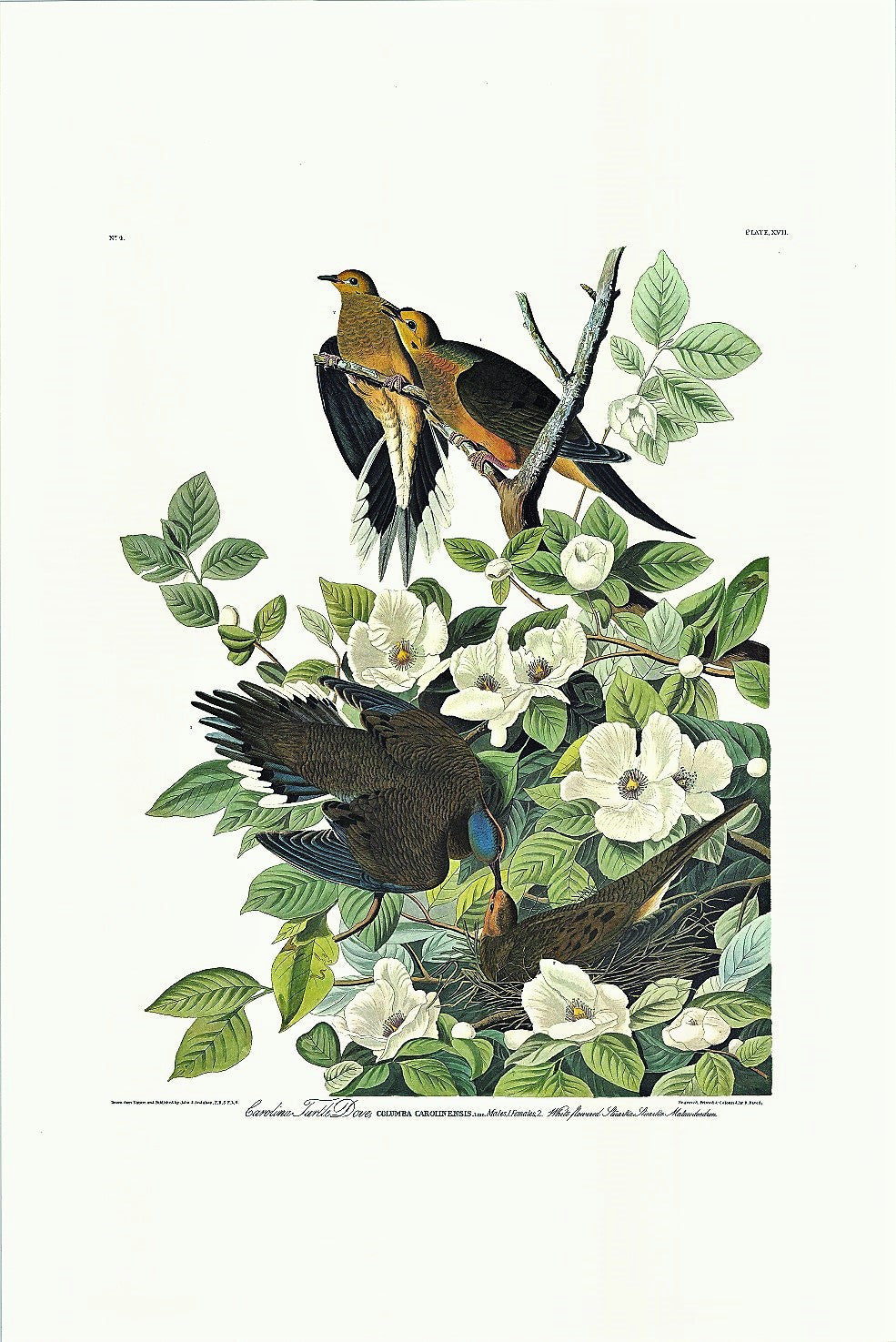 Probably painted about 1825 in Louisiana.  The pair of birds at bottom was apparently done first, since the limb on which the topmost bird sits is not connected to the branch on which its mate is perched. In this painting Audubon attempted, as he wrote, to give 