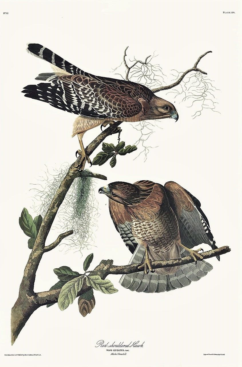 Audubon studied the habits of the pair of hawks represented here over a period of three years, and this devotion resulted in one of the finest works he did in Louisiana before sailing to Liverpool in 1826.  