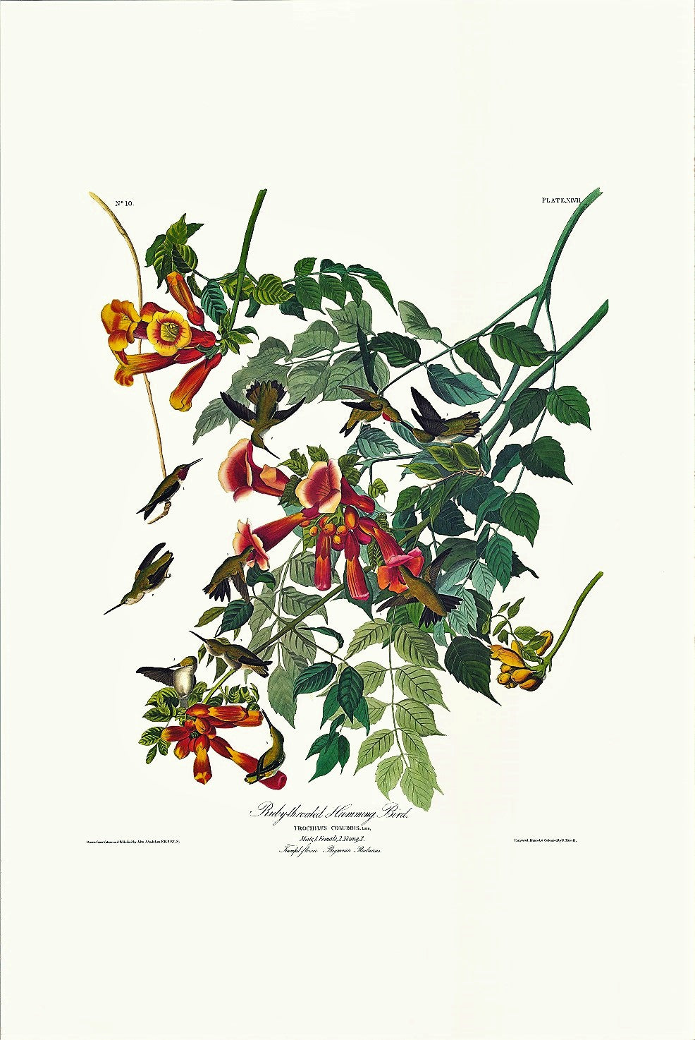 Ruby-throated Hummingbird