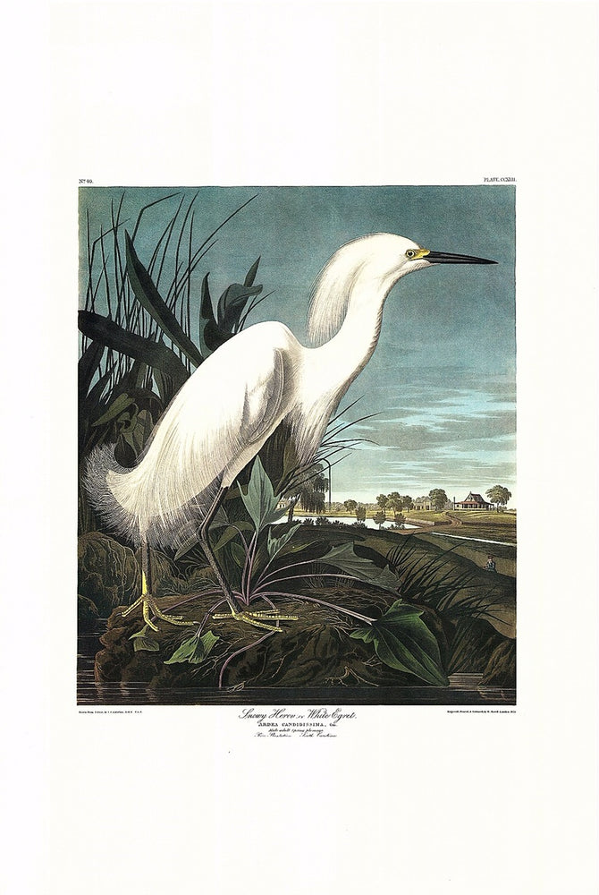In the early spring of 1832, Audubon and his assistant George Lehman stayed at the home of John Bachman in Charleston, South Carolina. Audubon wrote of the thousands of snowy egrets that had arrived there by March 25 and “were seen in the marshes and rice fields, all in full plumage.” Soon he painted this magnificent egret, while Lehman added the landscape of a rice plantation in the Carolina low country.