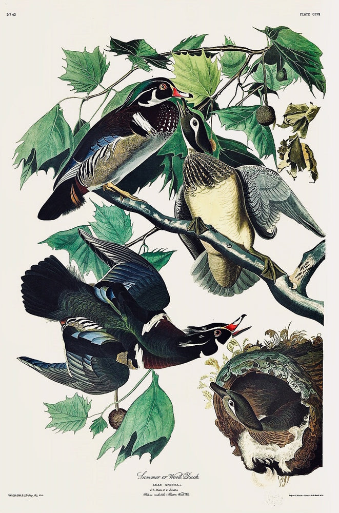This print is based on a composition painted in Louisiana in 1821.  The female in the nest was added around 1825. Although the Wood Ducks always form their nests in the hollow of a tree," wrote Audubon, "their caresses are performed exclusively on the water, to which they resort for the purpose, even when their loves have been first proved far above the ground on a branch of some tall sycamore. 