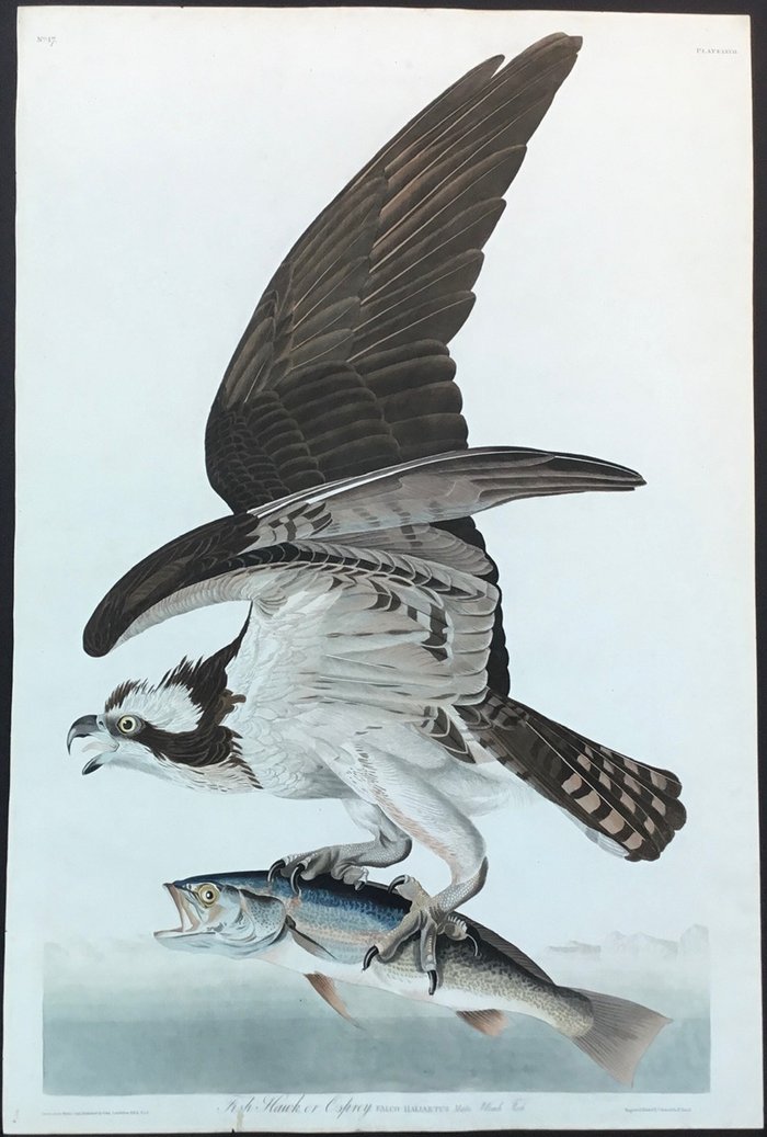 Original Audubon Havell Osprey or Fish Hawk, plate 81. – Princeton Audubon  Prints