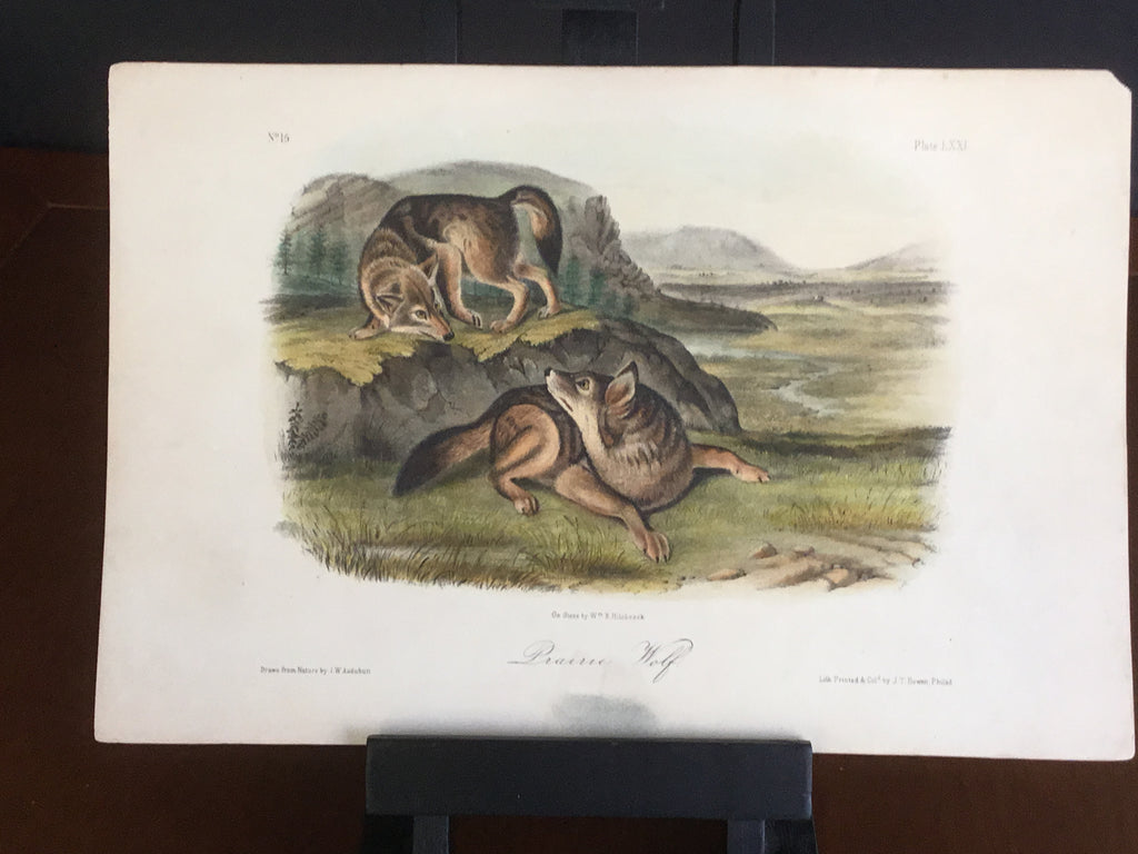 lord-Hopkins Collection Audubon Octavo Quadruped - Prairie Wolf