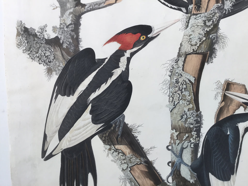 Original Audubon Havell Ivory-billed Woodpecker