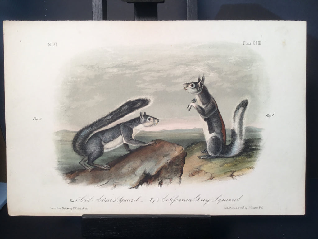 Lord-Hopkins Collection - California Grey Squirrel