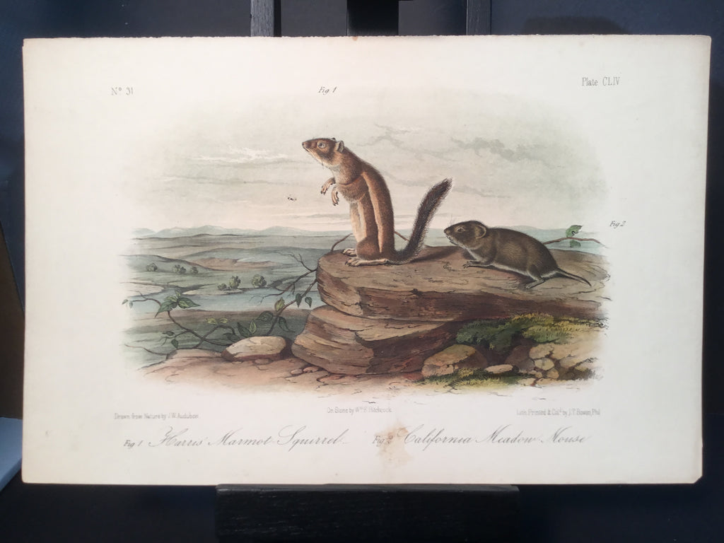 Lord-Hopkins Collection - California Marmot Squirrel, California Mouse