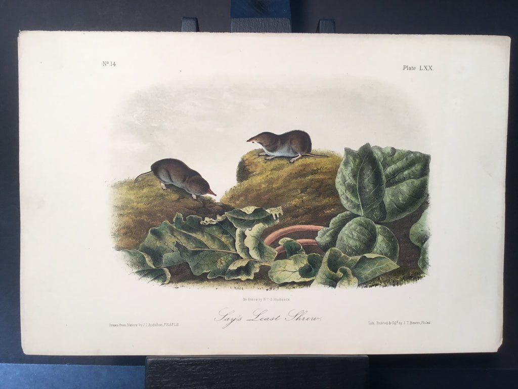 Lord-Hopkins Collection - Say’s Least Shrew
