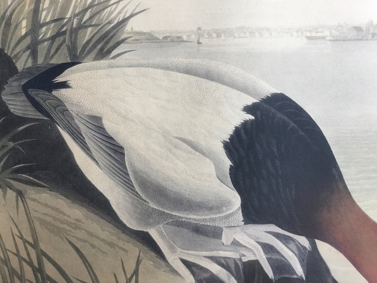 Canvas-backed Duck, 37 1/2 x 26 inches, unknown edition with the city of Baltimore in the background.
