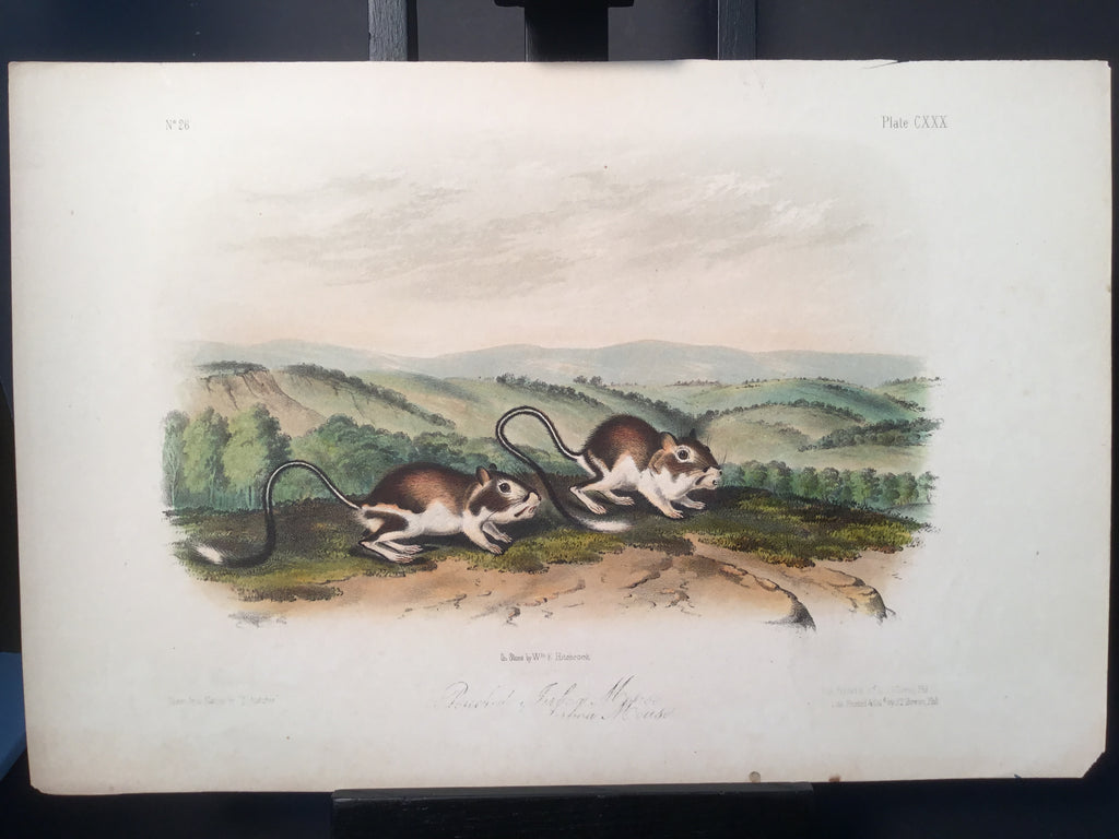 Lord-Hopkins Collection - Pouched Jerboa Mouse