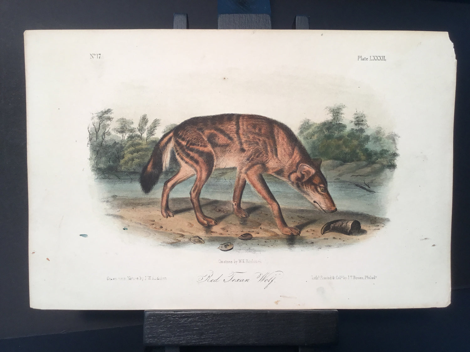 Lord-Hopkins Collection - Red Texan Wolf