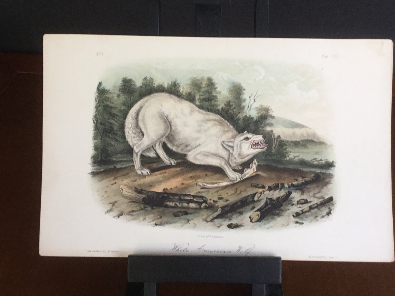 lord-Hopkins Collection Audubon Octavo Quadruped - White American Wolf