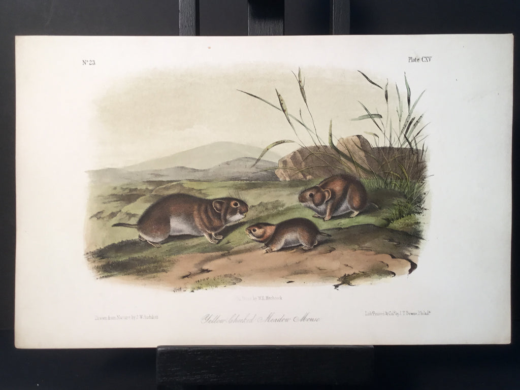 Lord-Hopkins Collection - Yellow Cheeked Meadow Mouse
