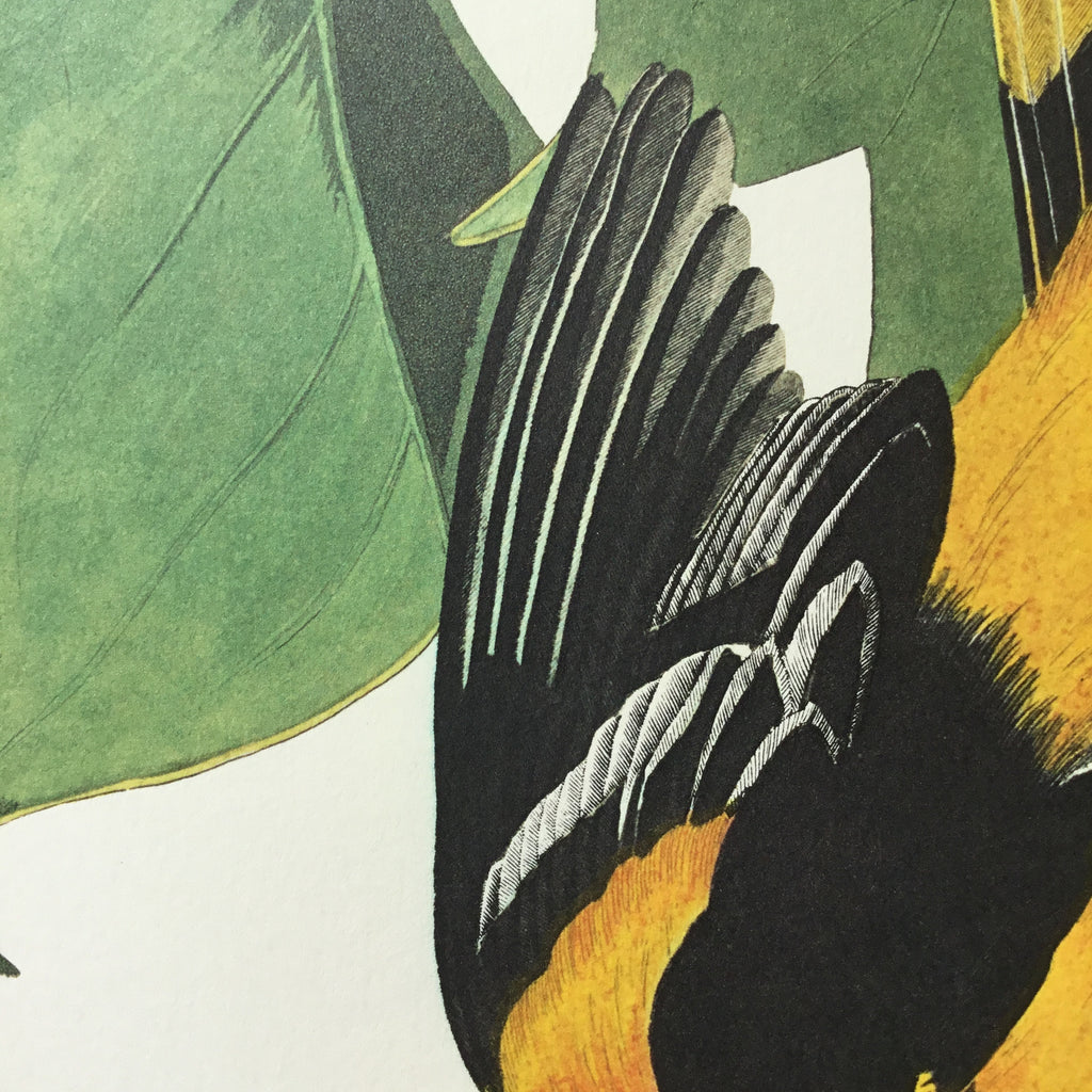 Baltimore Oriole Audubon Print. Princeton Audubon. World's only direct camera edition of this image.