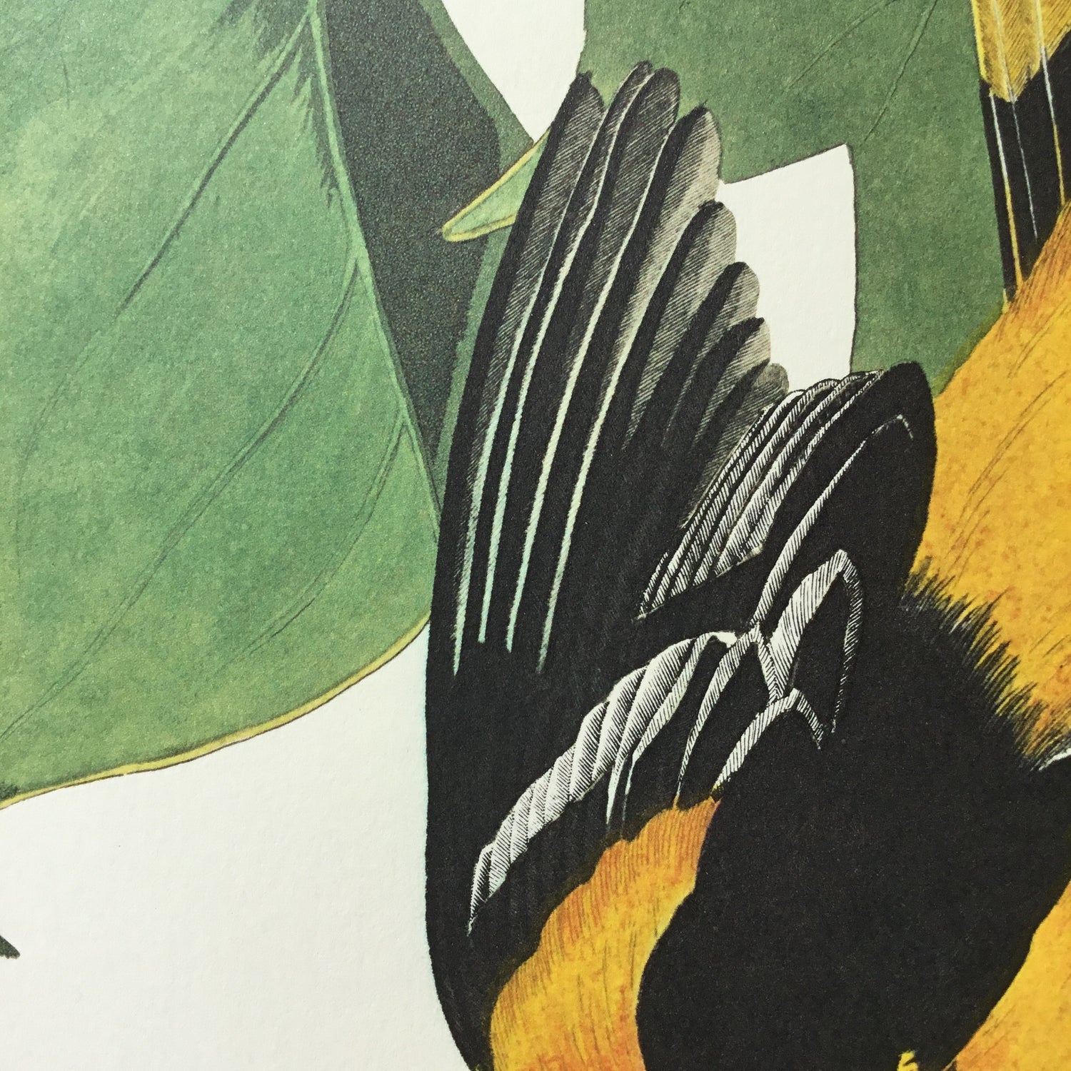 Baltimore Oriole Audubon Print. Princeton Audubon. World's only direct camera edition of this image.