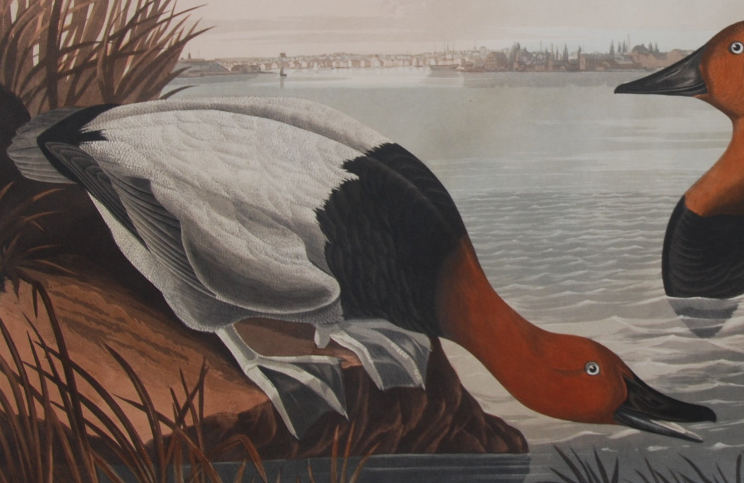 Original Audubon Havell Canvass-backed Duck, plate 301, SOLD