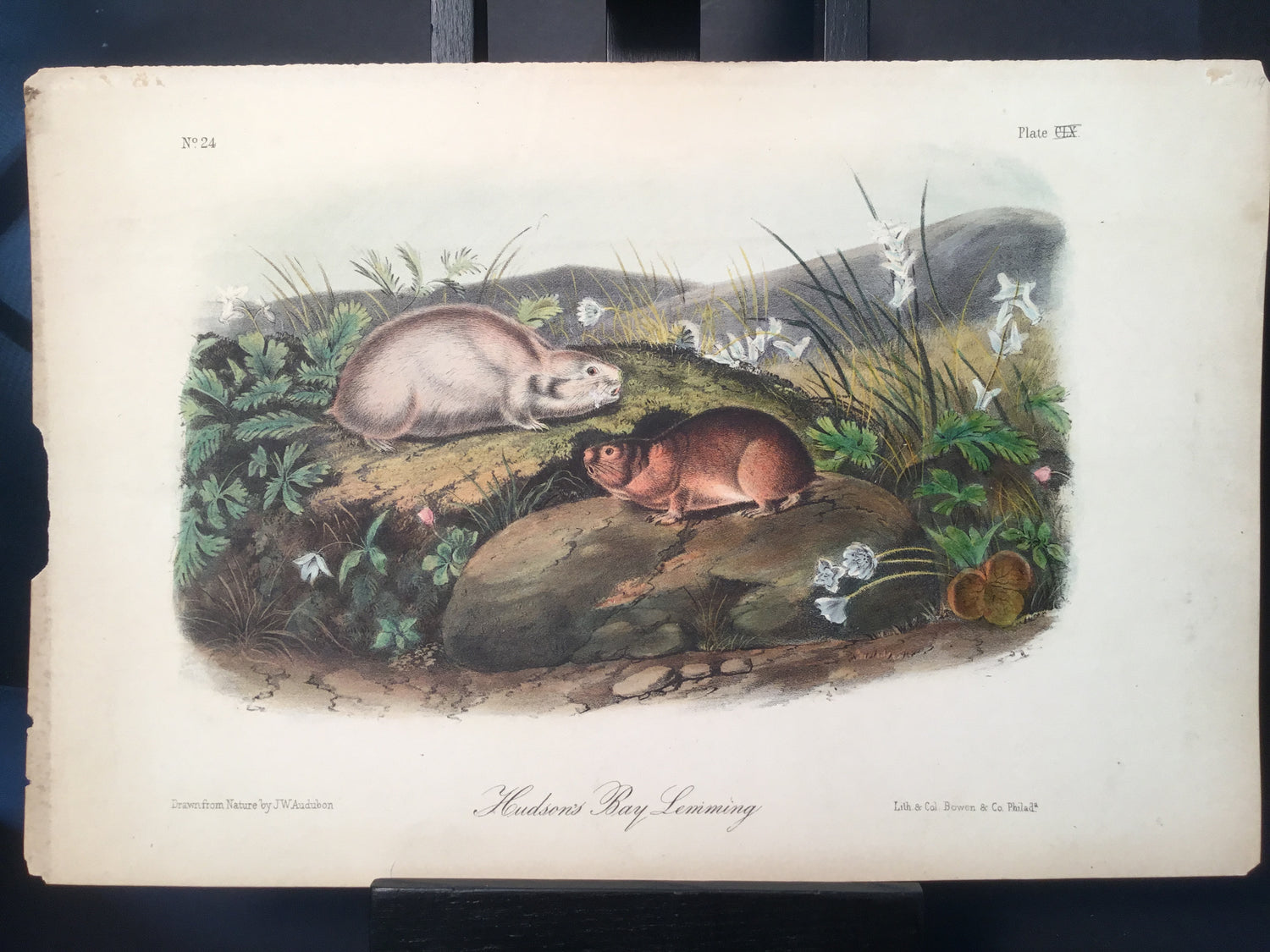 Lord-Hopkins Collection - Hudson Bay Leming