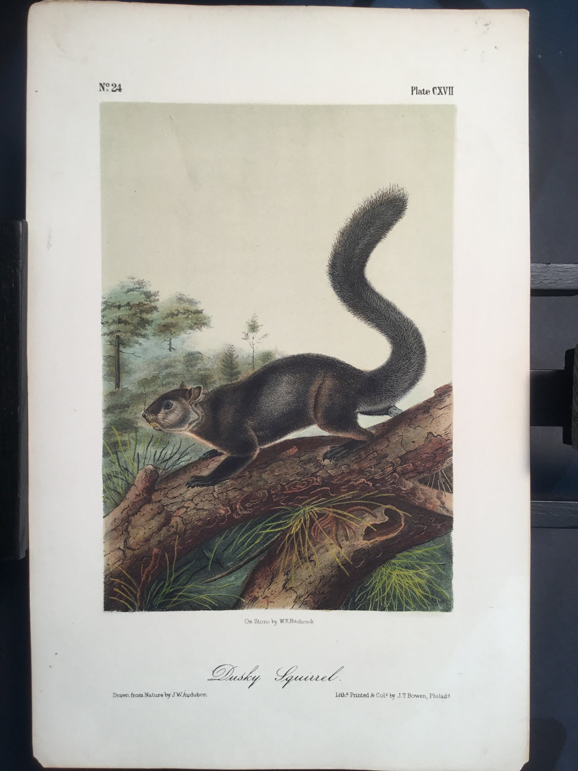 Lord-Hopkins Collection - Dusky Squirrel