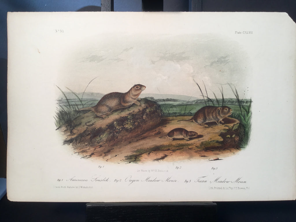Lord-Hopkins Collection - Texan Meadow Mouse