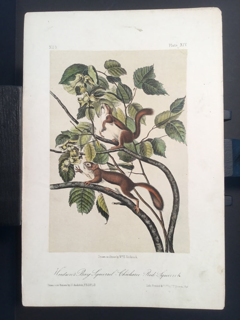 Lord-Hopkins Collection - Hudson Bay Squirrel