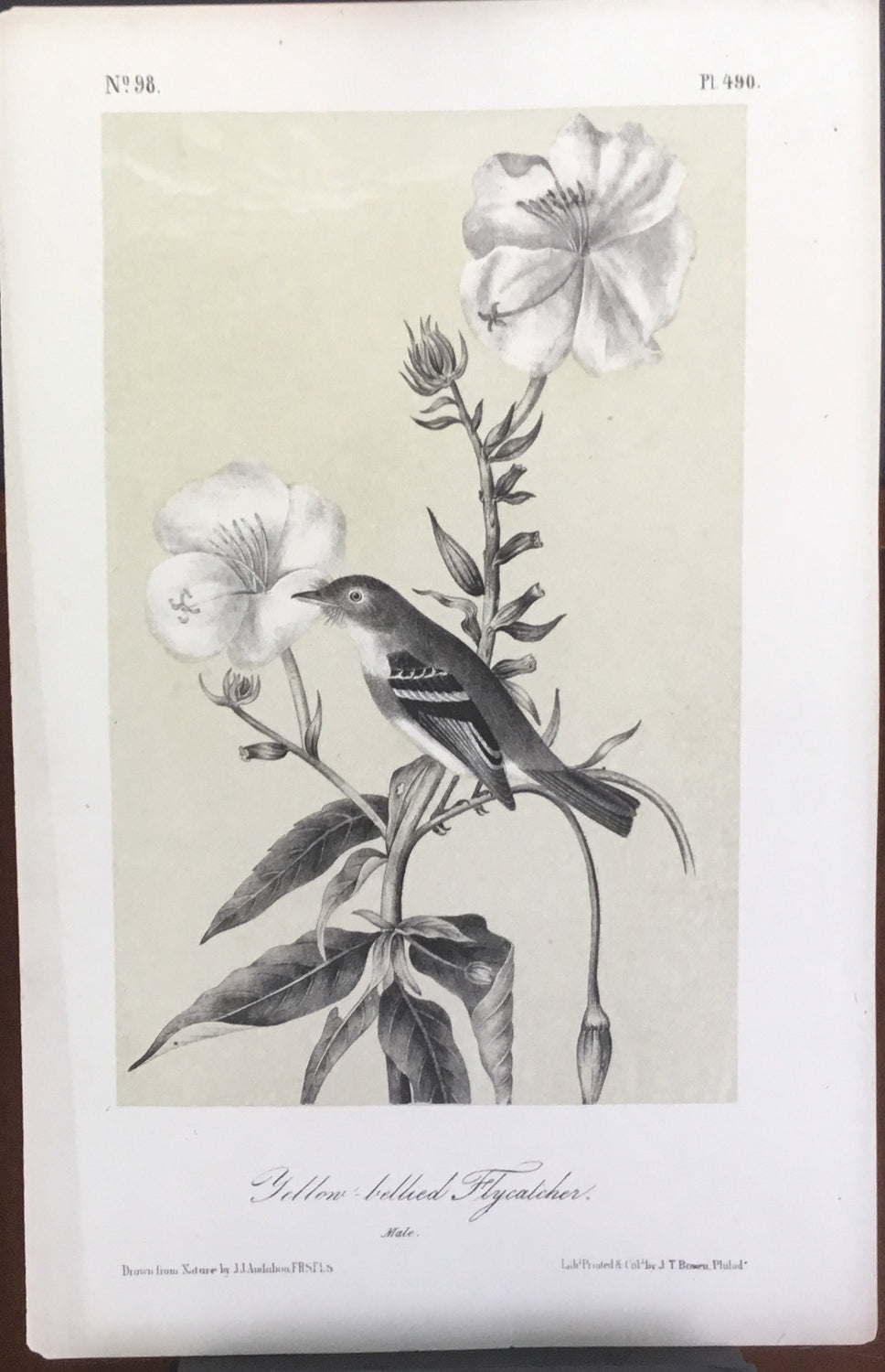 Audubon Octavo Yellow Bellied Flycatcher, plate 490, uncolored test sheet, 7 x 11