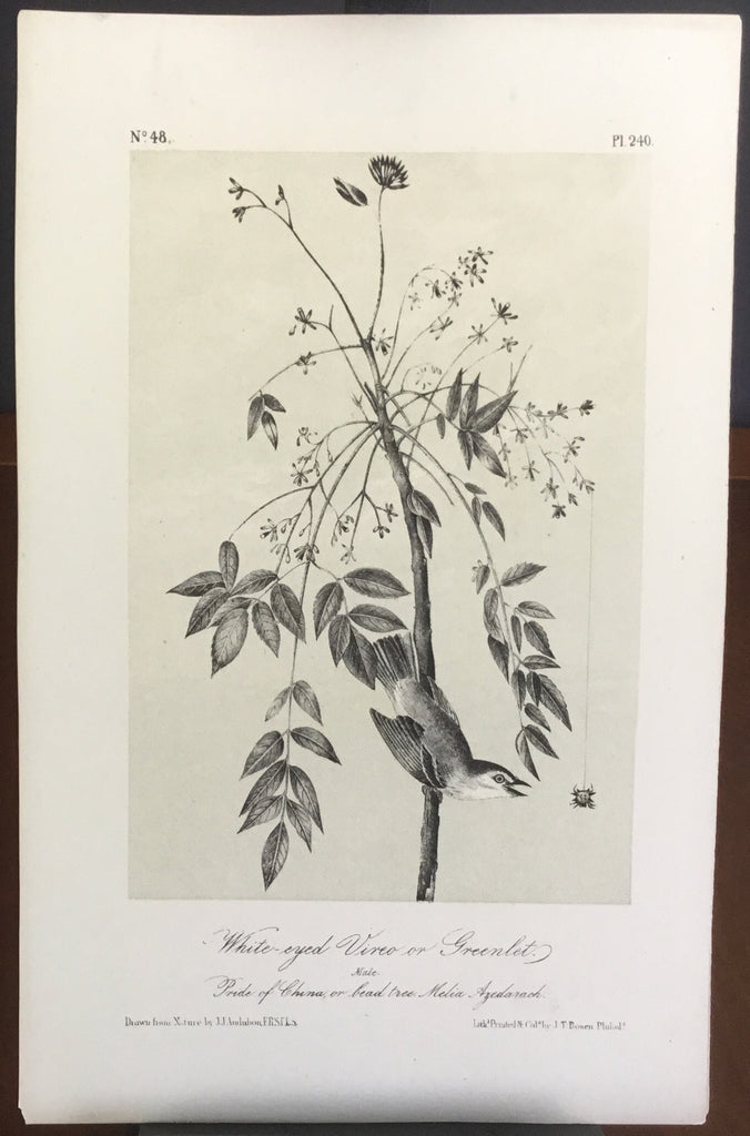 Audubon Octavo White-eyed Vireo or Greenlet, plate 240, uncolored test sheet, 7 x 11