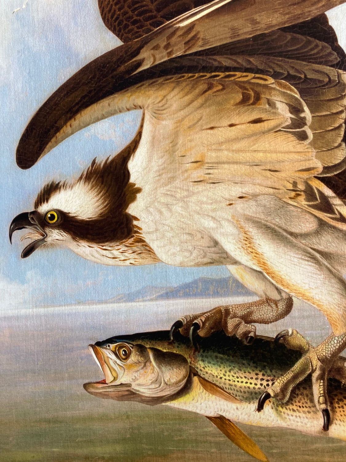 New! Osprey (oil)