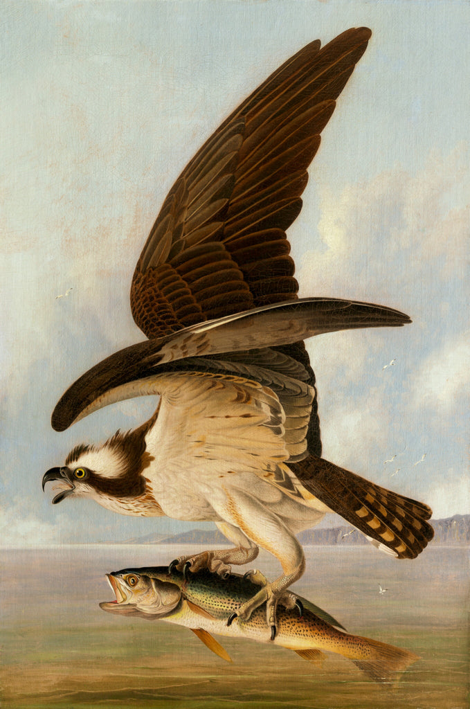 New! Osprey (oil)