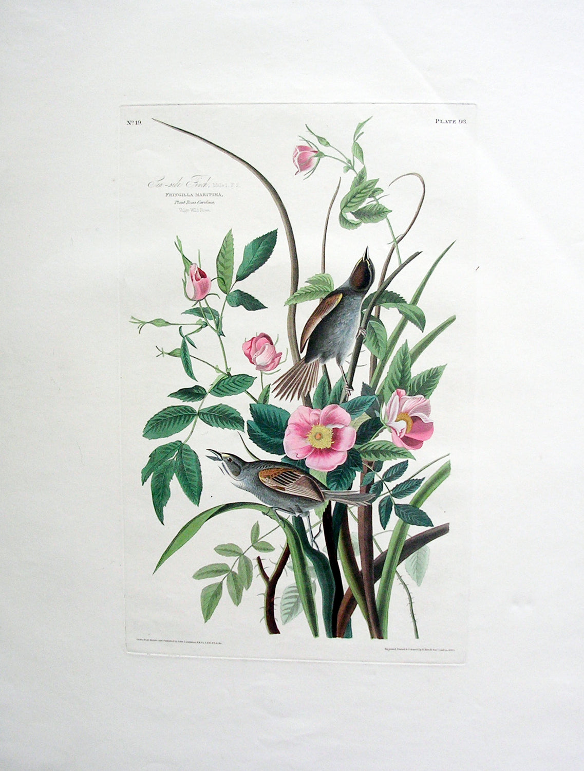 Original Audubon Havell Sea Side Finch, plate 93