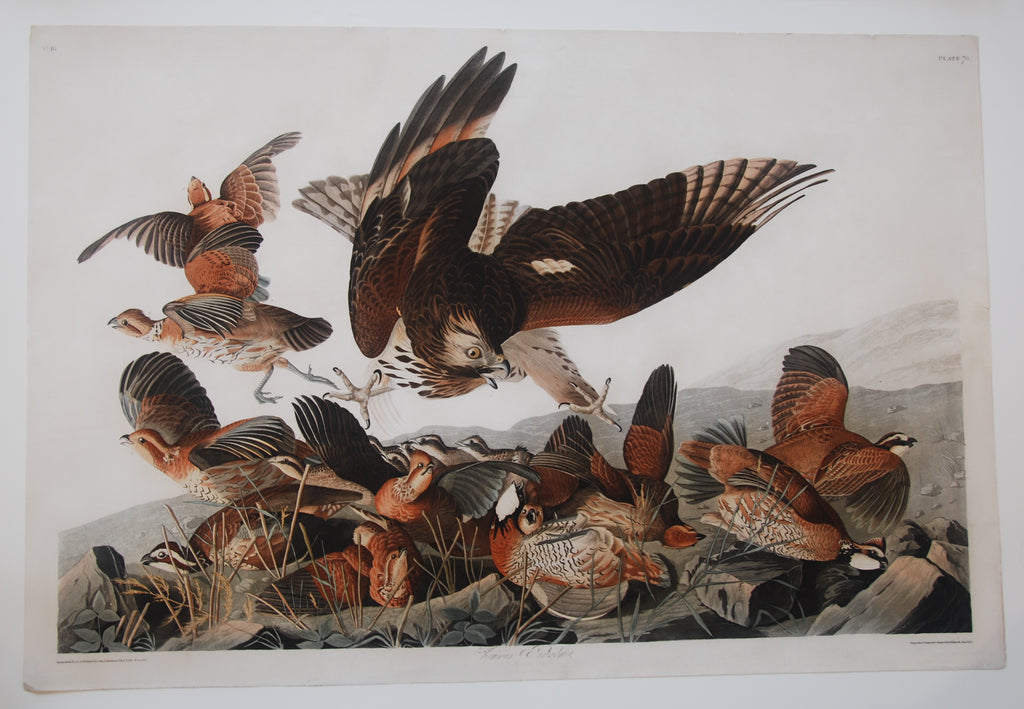 Original Audubon Havell Virginia Partridge, plate 76, SOLD