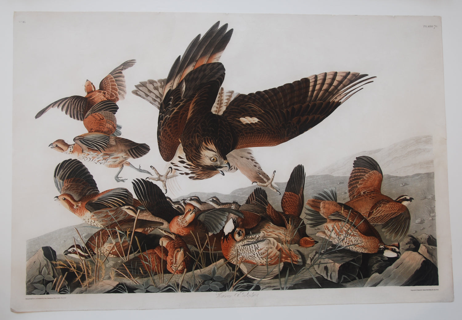 Original Audubon Havell Virginia Partridge, plate 76, SOLD
