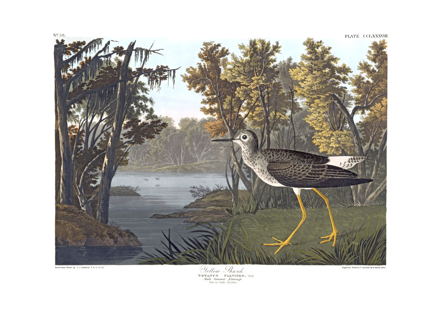 Yellow Shank